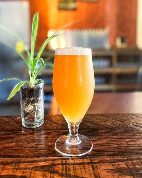 Hazy beer in a tulip glass beside a small potted plant