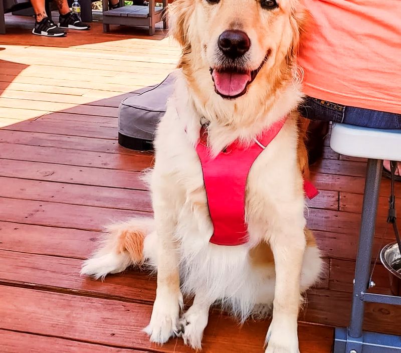Golden-haired dog in a red harness sitting on the wooden deck