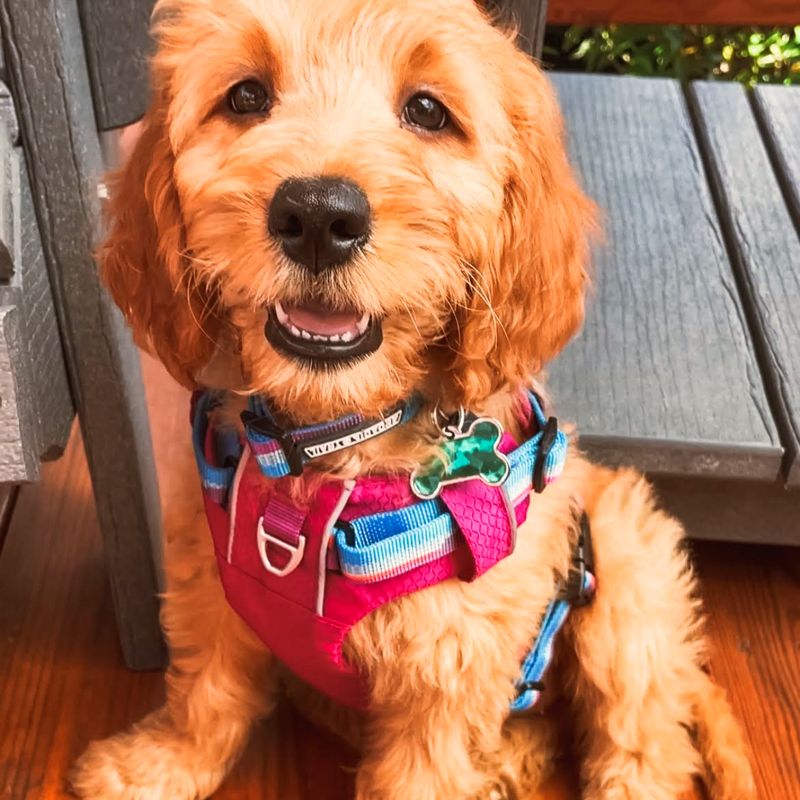 Curly-haired golden dog in a pink harness, close up