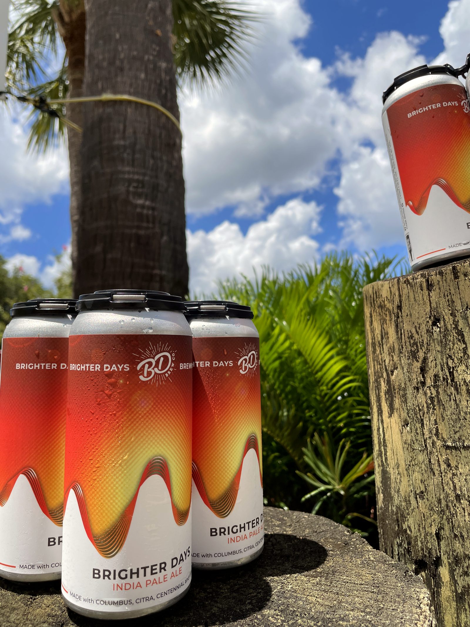 Brighter Days India Pale Ale cans outdoors under a palm tree